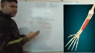 ।।Ulna Bone of Upper limb।। Part -1 All Structures with attachment with the help of 3D Images