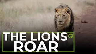 SPEND A LITTLE TIME | Lion Roaring