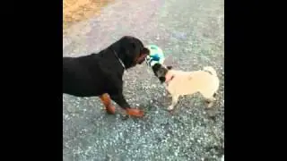 Pug vs rottweiler