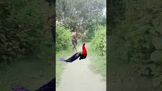 peacock catching for Local public 🦚🦚#jungles #animals #forest #wildlife #peacocks #shortvideo 🦚🦚🦚🦚🦚🦚