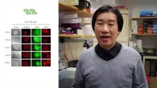 Modeling Cancer with Stem Cells/  Cell, April 9, 2015 (Vol. 161, Issue 2)