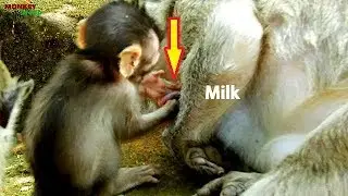 Cute Maci request milk mother, Amazing loovely baby monkey Maci
