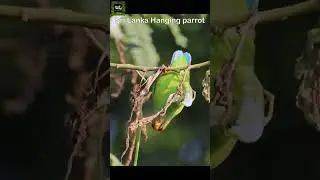 Sri Lanka Hanging parrot | ගිරාමලිත්තා | Loriculus beryllinus 🦜 #srilankanwildlife #birds #nature