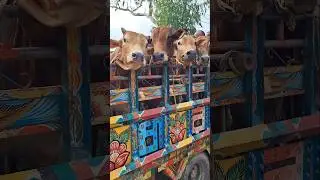 March cow #shorts