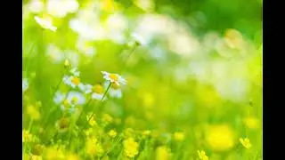 Lev - Spring