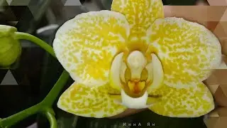 Домашнее цветение орхидей июль 23 фаленопсиса Golden Leopard,  Happy Eagle x Zeng Min Tyrannosaurus