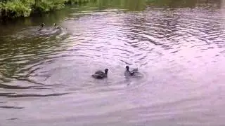 Coot fight