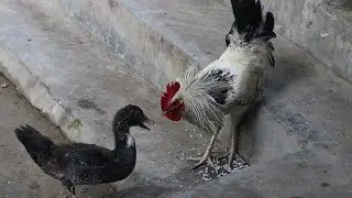 Duck VS Rooster | There is no discount when eating