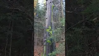 Beautiful tree full of stories covered with mushrooms Polyporus in an autumn 🍂 forest landscape