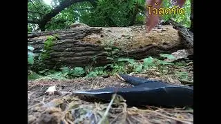 SCHRADE SCAXE 4 TOMAHAWK -THROWING and BRICK TEST - DISCONTINUED!! #schradeknives #tomahawk #blades