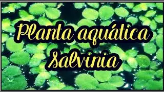 Planta Aqu&aacute;tica - Salvinia