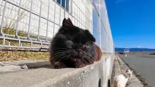 初めての腰トントンに思わず声を出す野良猫