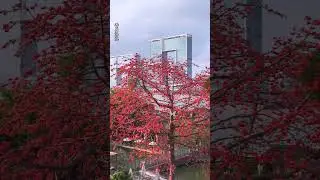 The flower city #Guangzhou #China #Cityscape #TravelChina #beautiful