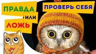 Познавательные ТЕСТЫ для детей. Правда или ложь. Тест на знания. Наука для детей. ПРОВЕРЬ СЕБЯ!