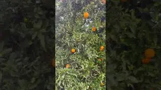 Video of Kenney Grove Park, CA from Kiley S.