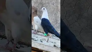 Angel or Pigeon? The Story of the Million-Dollar White Head