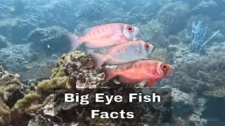 Big Eye Fish | Facts