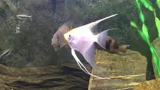 keyhole cichlid / angelfish tank