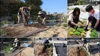 菜園だより240414アグリス成城トマト寝かせ植え