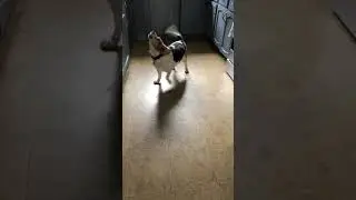 Hungry hungry beagle