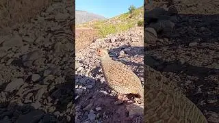 Teetar voice #teetarvoice #teetarbird #teetarkiawaaz #grayfrancolin #grayteetarvoice