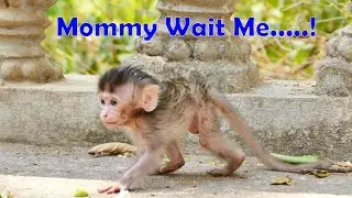 Mommy Wait Me...Baby Monkey Emma Running To Follow Her Mom Emila Quickly As Mom To Search For Food