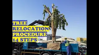 How To Transplant Large Trees (14 STEPS)