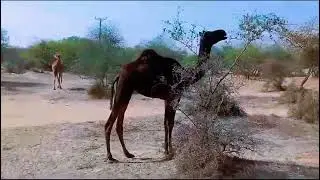 black camel in desert،thirsty camel for searching water in desert