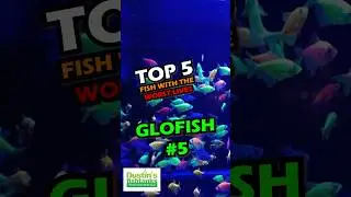 TOP 5 Fish With The Worst Lives! #5!