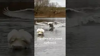 Лебедь Алесь прибежал к своей любимой лебёдушке. #милоевидео #swans #лебедь #birds #swan #beautiful