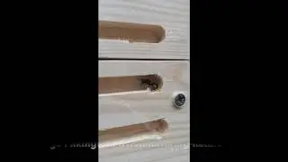 Ectemnius solitary wasp  in nest box? Nurturing Nature