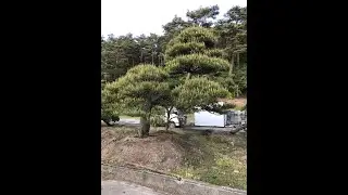 VƯỜN C&Acirc;Y CẢNH NHẬT BẢN Đ&Aacute;P ỨNG ĐỦ TI&Ecirc;U CH&Iacute; &ldquo;CỔ KỲ MỸ VĂN&rdquo;
