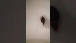 Шлёпа=)