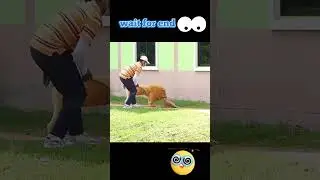 #Fake Tiger PrankDog #FunnyAnimals#Prank Videos Funny #TigerPrankOnDog #Prank Videos#viral #doglover