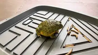 超鈍臭いアフリカウシ蛙😭💦　clumsy african bullfrog