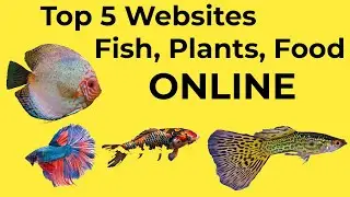 Top 5 Website to Buy Aquarium Fish, Plant, Food, Filter, Heater, Soil, Shrimp in India
