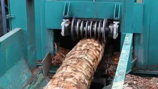 Korowarka Baljer & Zembrod ZE 905 korująca brzozę.