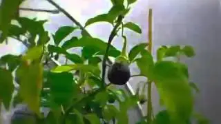 Quadgrow Self Watering Planter - Growing Aubergines Timelapse Video