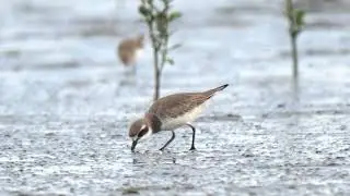 Lesser Sand Plover