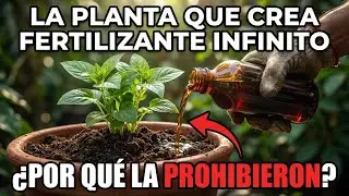 Esta Planta Reemplaza Todos los Fertilizantes Para Siempre. ¿Por Qué la Industria la Prohibió?