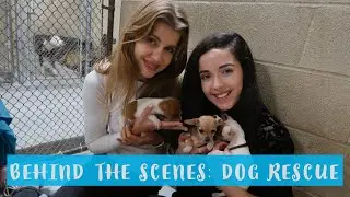BEHIND THE SCENES of a dog rescue centre in California.
