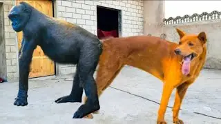 Gorilla & Dog meeting first time January 2021
