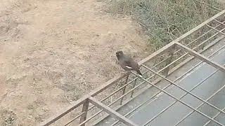 the pet collective parrots 