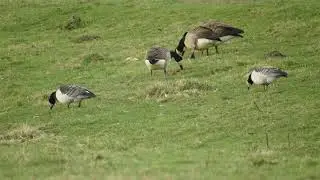 4 Barnacle Geese on Exminster marsh lagoon embankment  11/2/2019