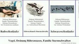 Vogel, Ordnung R&ouml;hrennasen, Familie Sturmschwalben bird petrel Schwarzwellenl&auml;ufer Lives Nine