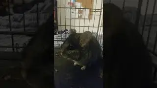 Chinchilla barking
