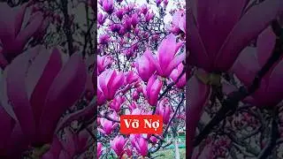 I'm here to sell some plants to you guys today 🥰☎️0921.826.862 #nhavuonngoclam #hoamoclan #cayhoa