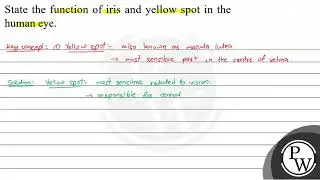 State the function of iris and yellow spot in the human eye.