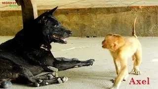 Baby monkey Axel braves with big dog, Axel screams until dog walk out