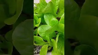 1月に食べ頃のベビーリーフ葱#shorts #short  #plants #自然菜園 #garden #gardening #菜園 #nature #野菜 #栽培